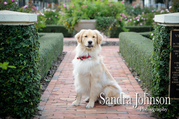 Best Orlando Pet Photographer - Sandra Johnson (SJFoto.com)